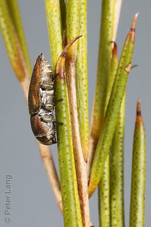 Anilara sp. Broombush, PL3499D, female, on Melaleuca uncinata, EP, 5.5 × 2.5 mm